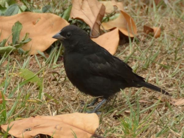 <h3><a href="/trips/salesopolis-2014/biota/animalia/chordata/aves/040 passeriformes/124 icteridae/molothrus bonariensis/molothrus bonariensis-nl.html">Molothrus&nbsp;bonariensis</a> / Shiny&nbsp;cowbird / Glanskoevogel</h3>NIKON D7100 met AF-S DX VR Zoom-Nikkor 18-200mm f/3.5-5.6G IF-ED [II], 1/200 sec  bij F5.6, ISO 400, afstand 5.96&nbsp;m